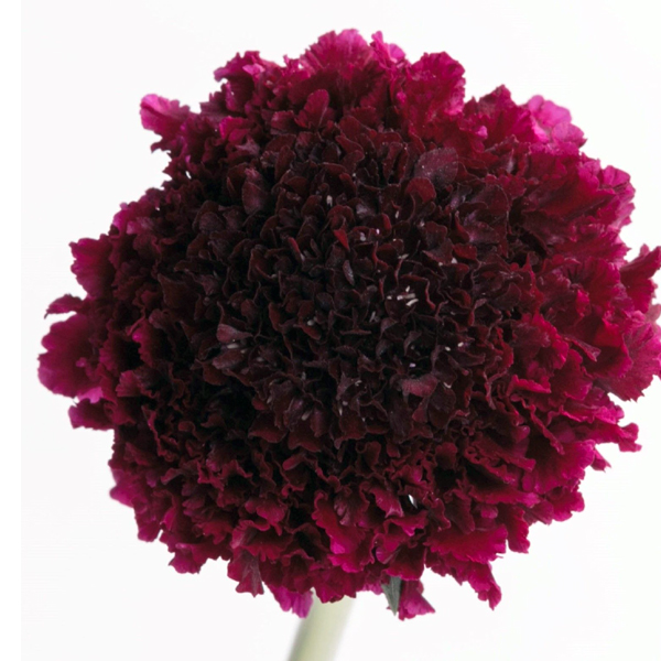 Scabiosa - Red Velvet Scoop